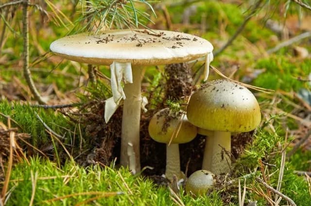 Zatrucia grzybami objawy i pierwsza pomoc: jak uratować życie